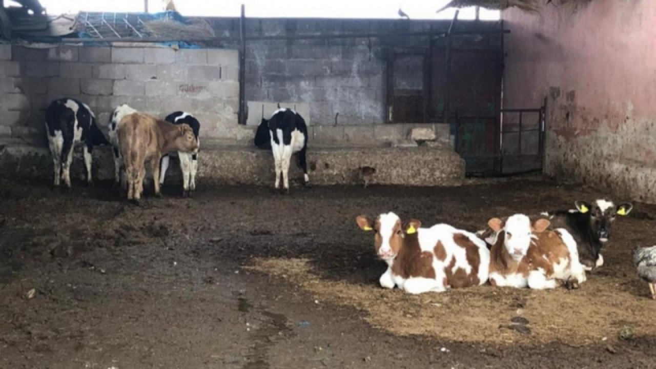 Besicilerden korkutan uyarı: 3-5 gün sonra memlekette hayvan bulamayacağız