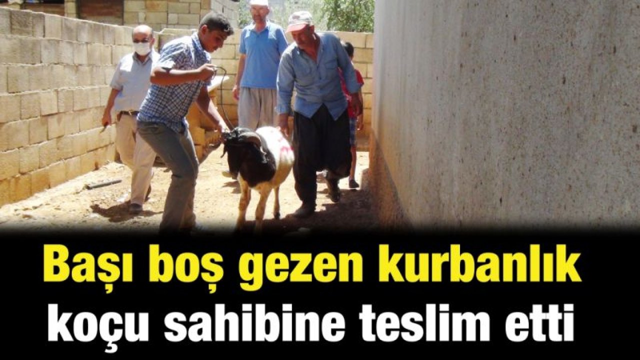 Başı boş gezen kurbanlık koçu sahibine teslim etti