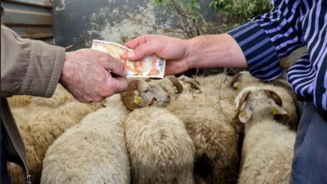 Gaziantepliler Et Alamayacak Duruma Geldi!  Milletin cebinde para yok. Hayvan sayısı düştü ancak kurban alabilecek vatandaş sayısı da düştü! Üretici Kurbanlık Fiyatını Hergün Gelen Zamlardan Dolayı Belirleyemiyor!