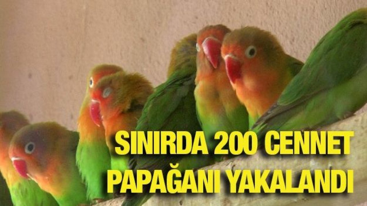 Sınırda 200 cennet papağanı yakalandı