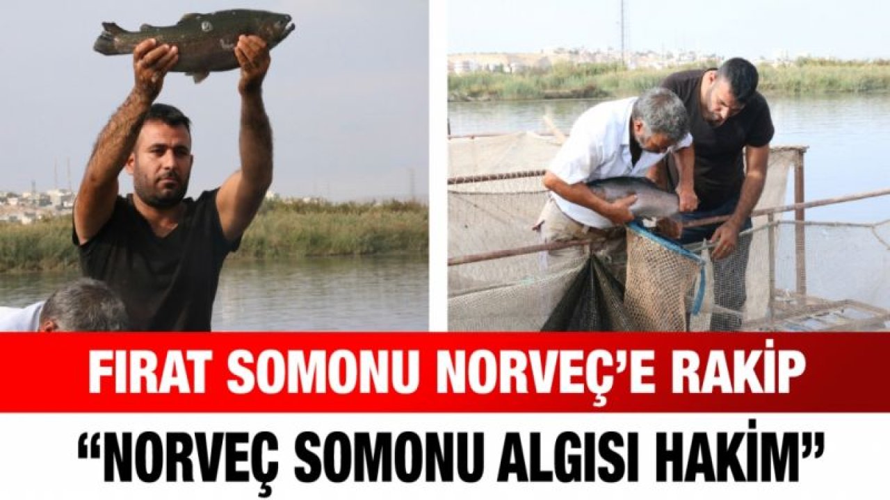 Fırat somonu Norveç’e rakip