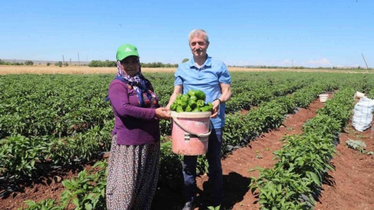 Başkan Tahmazoğlu domates ve biber hasadı yaptı