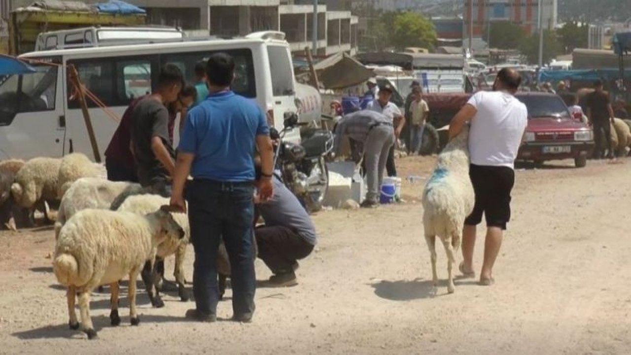 Gaziantep'te Kurban Fiyatları Koyunda 55 TL'ye Düştü mü?  Gaziantepli Vatandaşlar Yarını Ve Kurban Bayramı'nın 2. Gününü Gözlüyor!