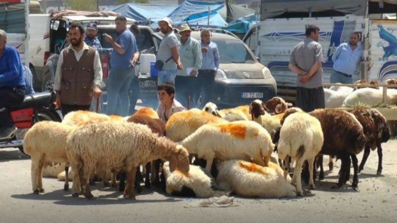 Satılamayan Kurbanlıklar Satın Alınacak! Et ve Süt Kurumu duyurdu