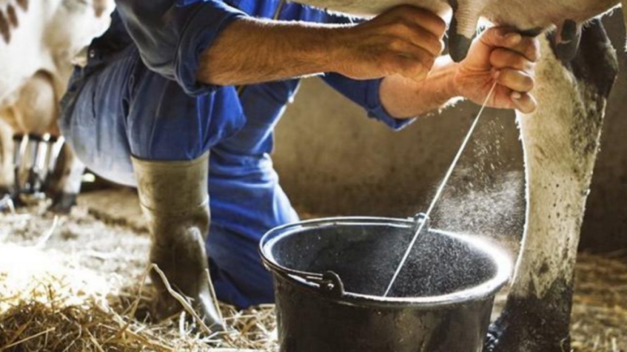 Çiğ süt fiyatları kaç lira? Çiğ süt üreticileri mağdur? Tarım Bakanlığında süt sessizliği!