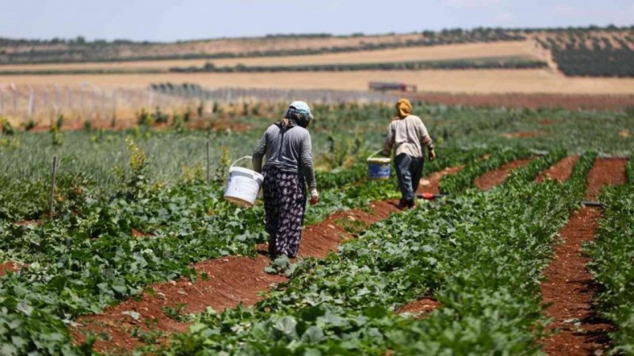 Gaziantep Büyükşehir Belediyesi'nin dağıttığı sebze fideleri ilk mahsullerini vermeye başladı