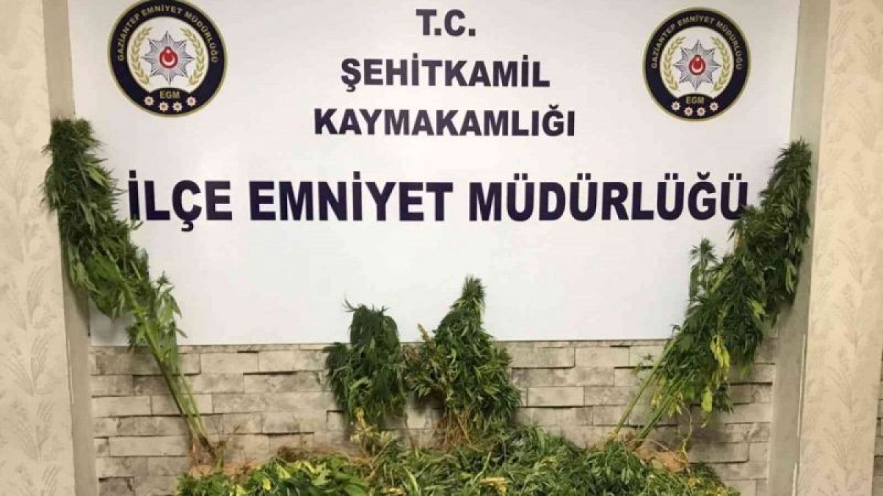 Gaziantep’te bir adrese yapılan operasyonda 104 kök Hint keneviri ele geçirildi