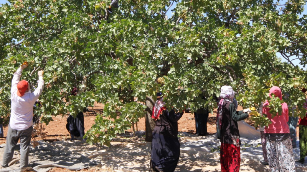 Antepfıstığında Yok Yılında! Birde Fiyatlar 40 Lira Olunca, Antepfıstığı üreticileri iyice umutsuzluğa düştü