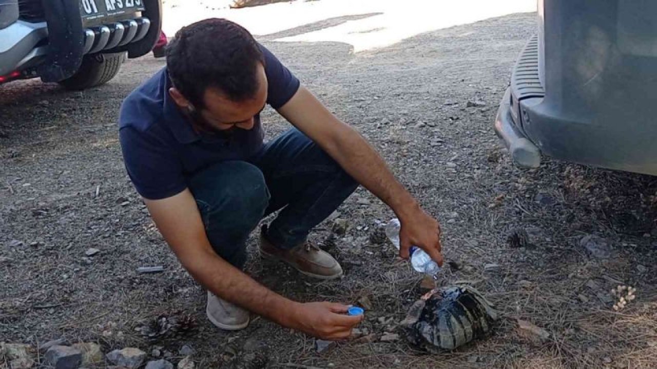 Orman yangınında yürek burkan görüntüler... Orman yangınından kaçan bir kaplumbağayı kurtardılar...TIKLA İZLE