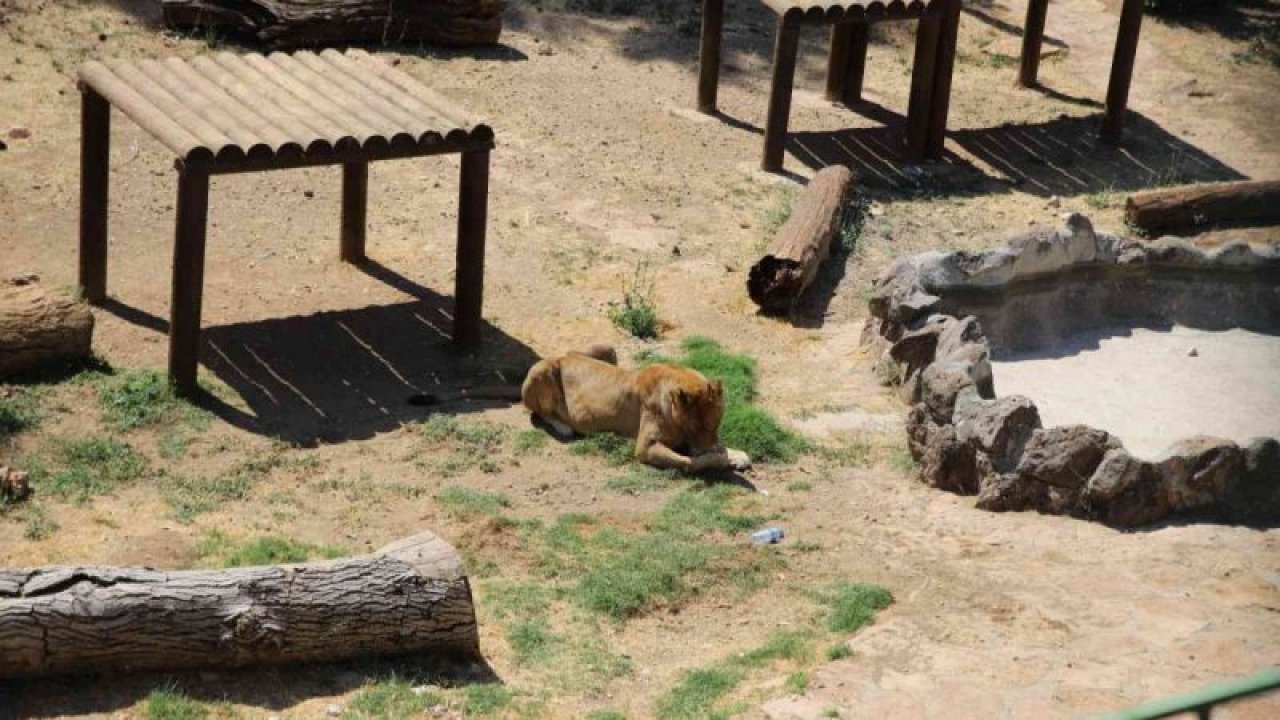 Gaziantep'te Cumhurbaşkanının aslanları Dünya Aslan Günü’nde buzlu kokteylle serinliyor