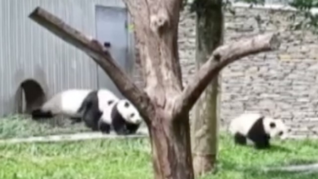 Çin’deki depremde anne panda ve yavrularının kaçtığı anlar görüntülendi