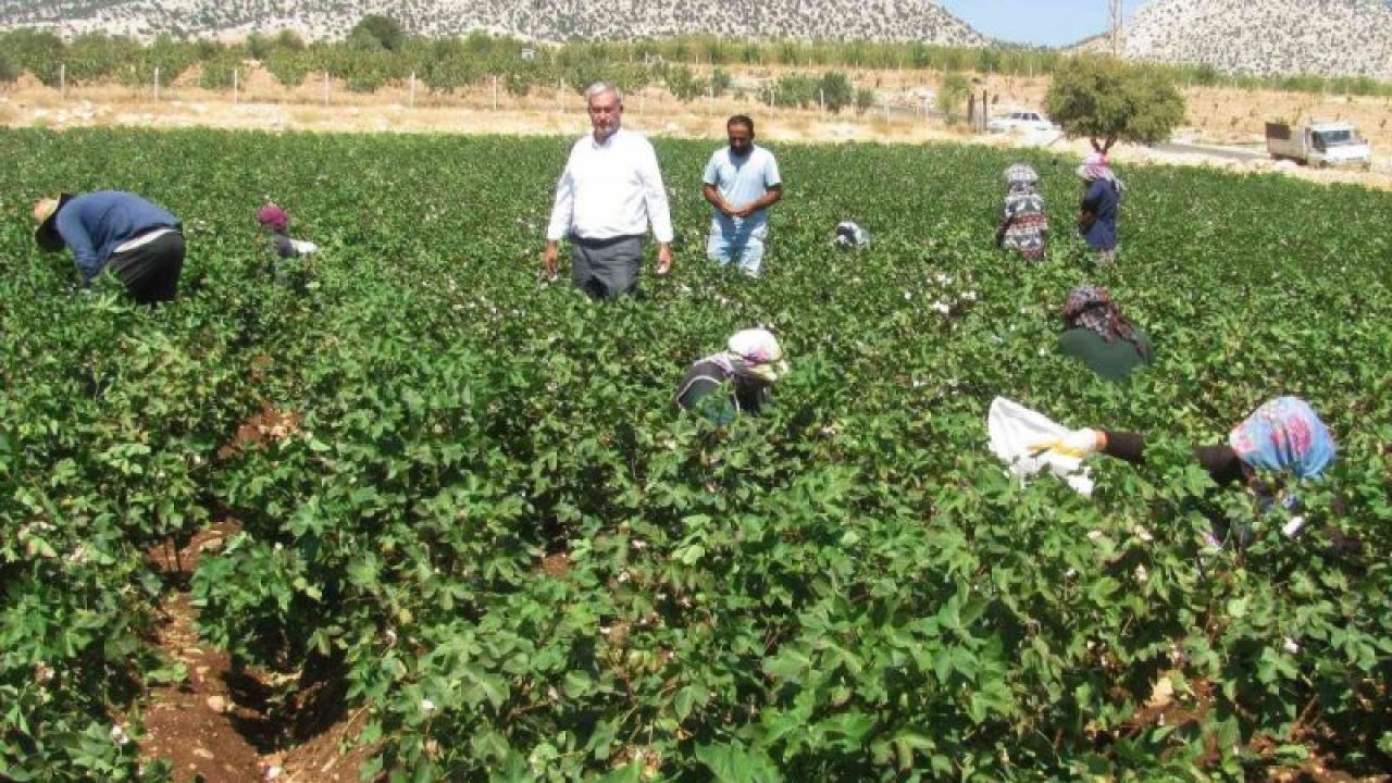 Gaziantep'te beyaz altın hasadı başladı