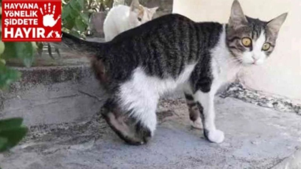 Gaziantep’te yaşanan kedi vahşetine soruşturma geldi!