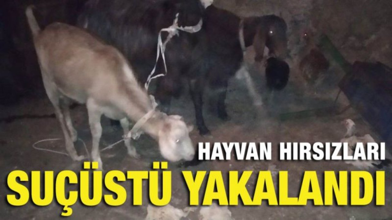 Hayvan hırsızları suçüstü yakalandı