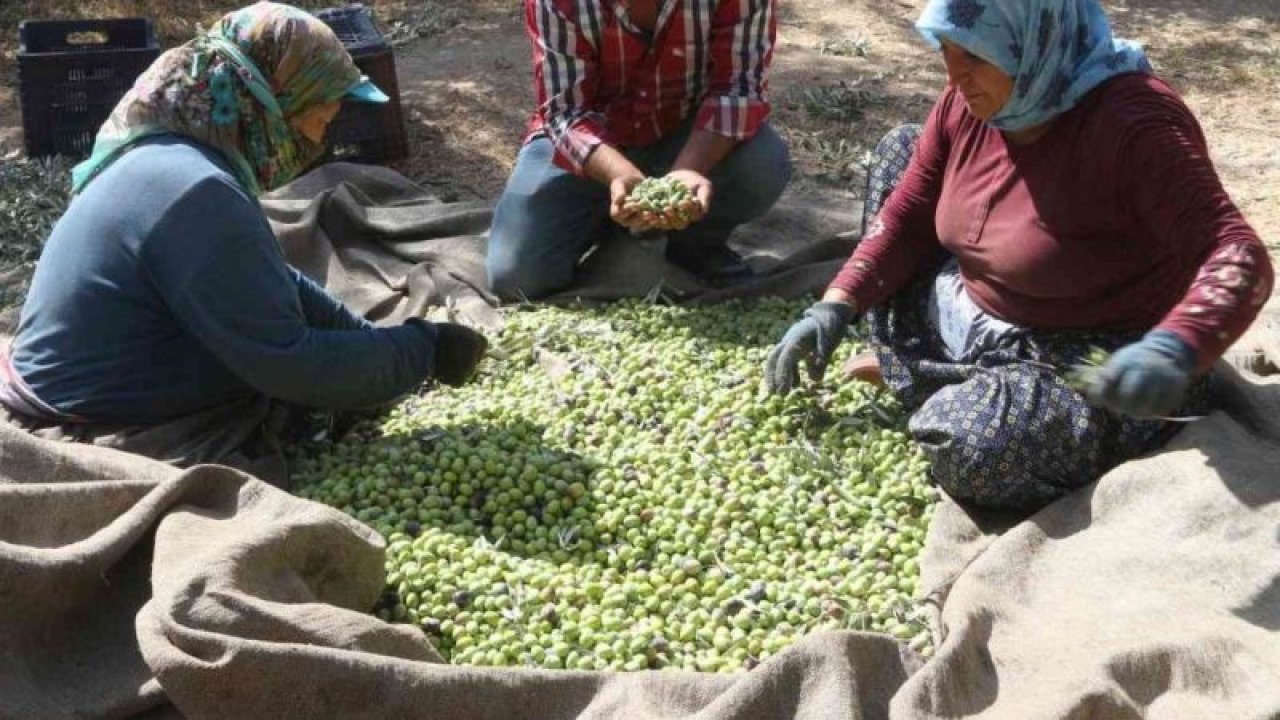 Zeytin üreticileri hasat için işçi bulamıyor