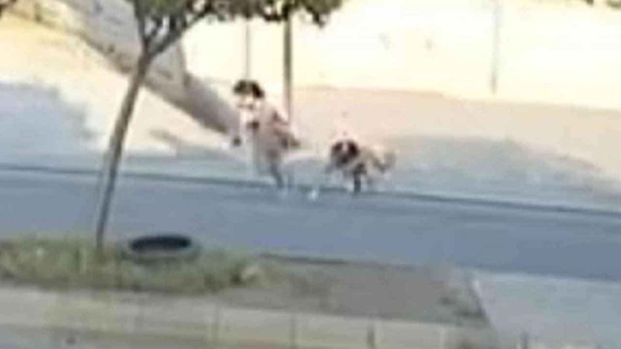 Köpekten kaçan küçük kız aracın altında kalmaktan son anda kurtuldu... Video Haber