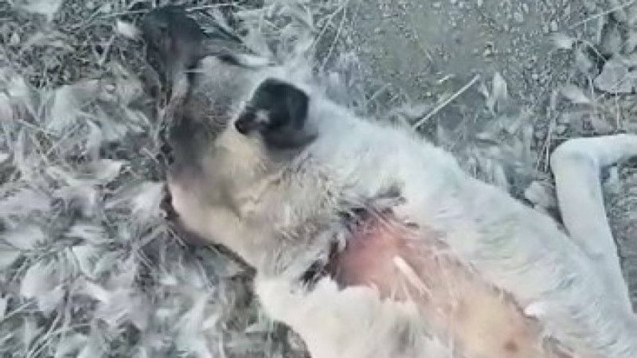 Elazığ’da köpek katliamı: 10 köpek zehirlendi