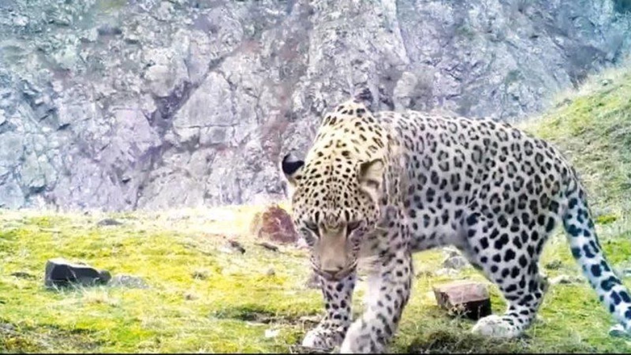 Nesli Tükenmekte Olan Anadolu Leoparlarının Görüntüleri Kameraya Yansıdı!