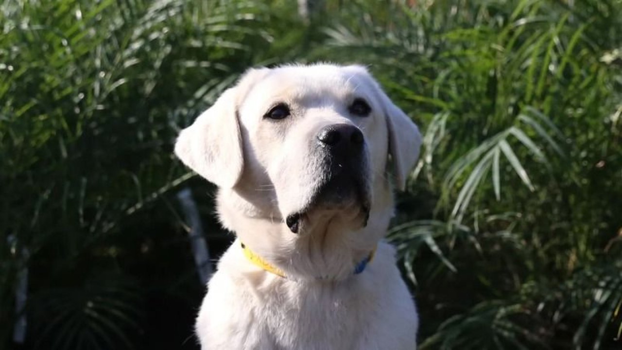 Ölen Zeytin Ağaçlarının İmdadına Köpekler Koştu!