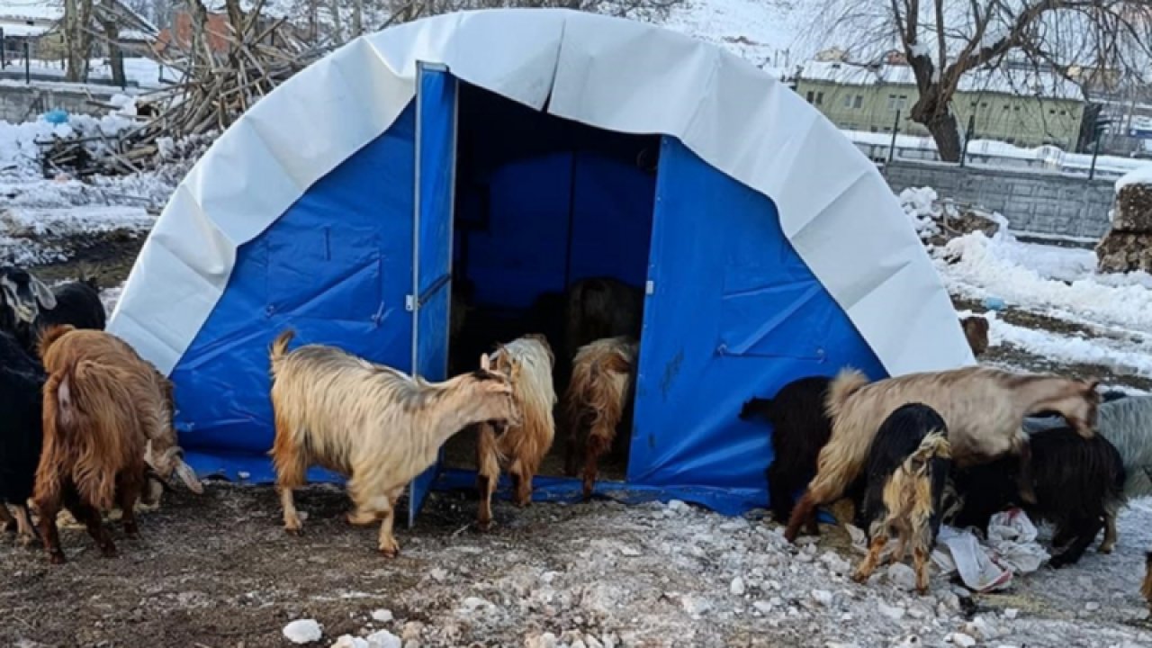 Gaziantepli Çiftçiler Ve Hayvan Yetiştiricileri DİKKAT!  Deprem bölgesinde büyükbaş hayvanlar için 500 lira, küçükbaş için 50 lira yem desteği verilecek