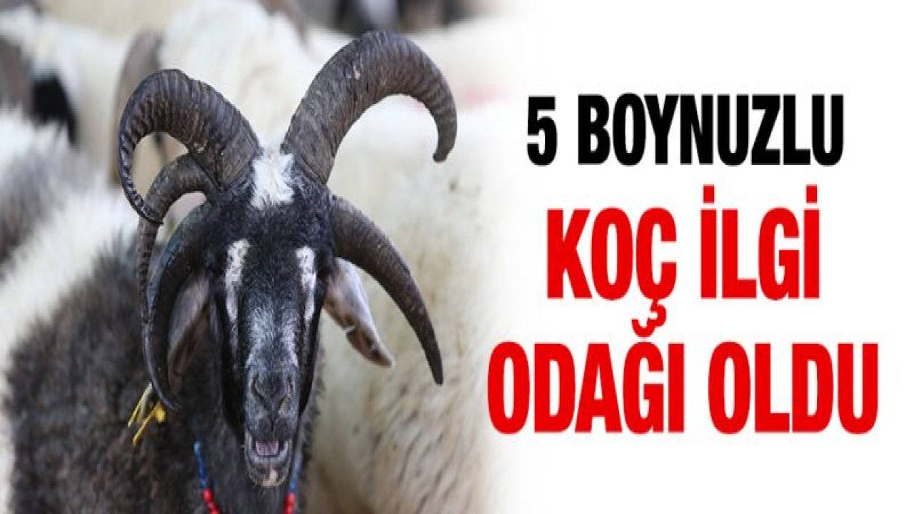 5 boynuzlu koçu görenler gözlerine inanamadı