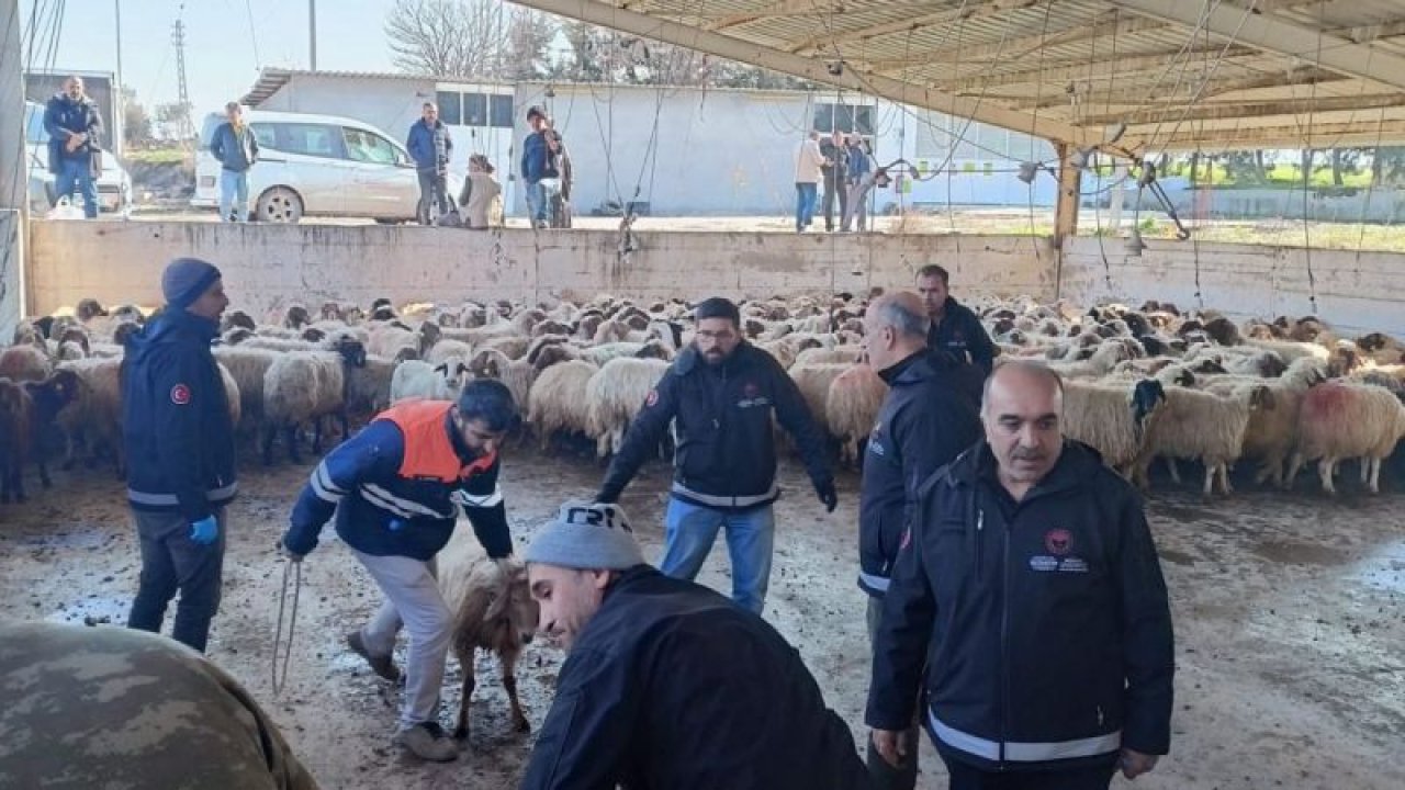 Gaziantep'te depremzedelere telef olan hayvanlarının yerine 9 bin hayvan verildi