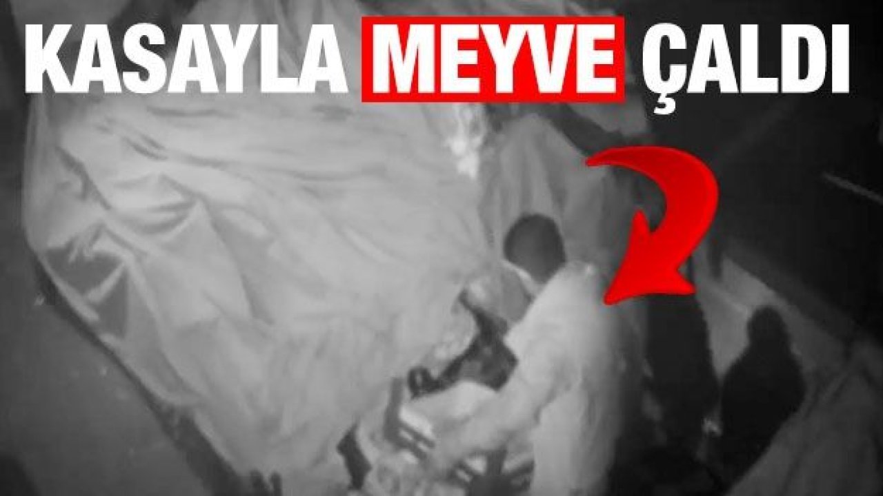 Kasayla meyve çaldı