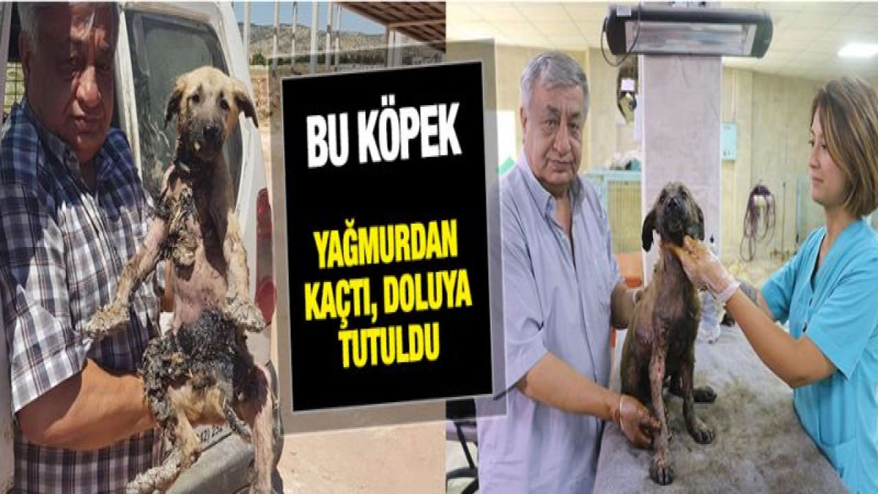 Bu köpeğin başına gelenler pişmiş tavuğun başına gelmedi