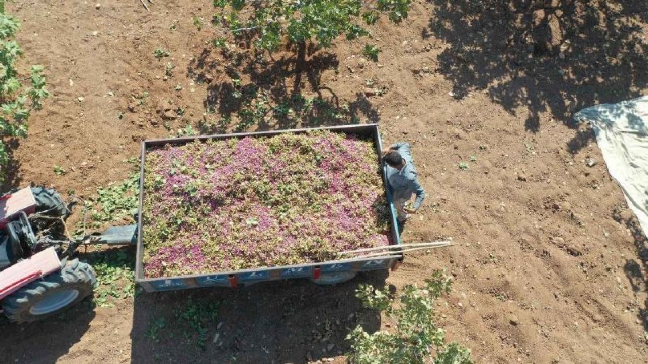 Urfa ve Antep’te çiftçisinin 15 yıllık emeği 15 dakikada yok oldu...Şanlıurfa’yı vuran sel 100 bin fıstık ağacını alıp götürdü!