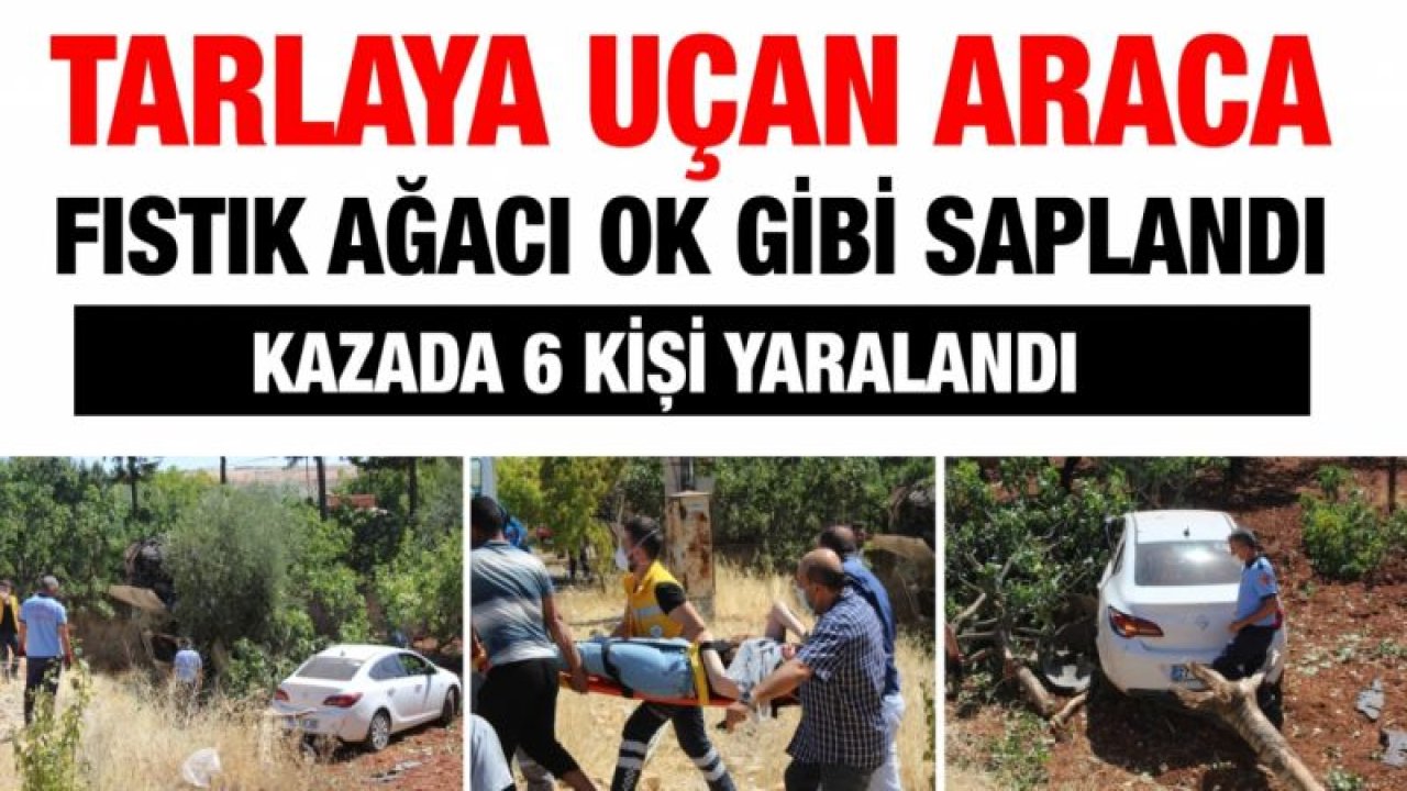 Tarlaya uçan araca fıstık ağacı ok gibi saplandı: 6 yaralı