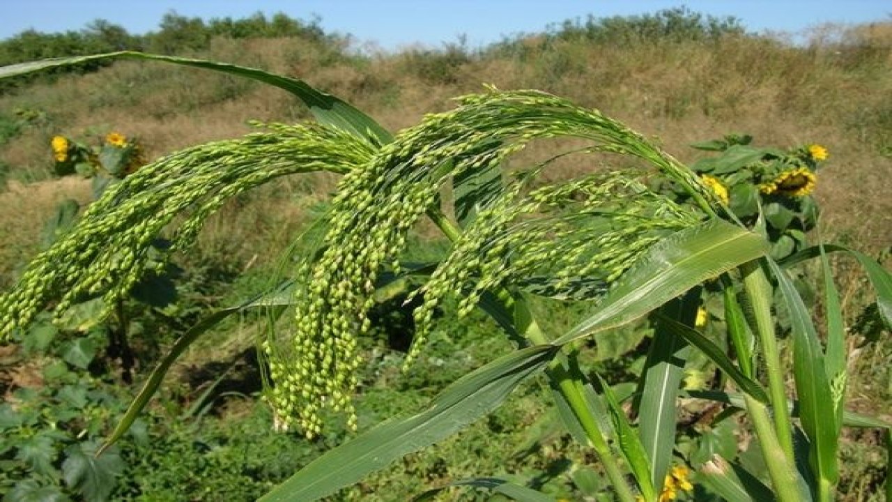 Zengin Magnezyum İçeriği İle Yüzyıllardır Kullanılmakta! Bu Besin Aynı Zamanda Kan Şekerini Düzenliyor!