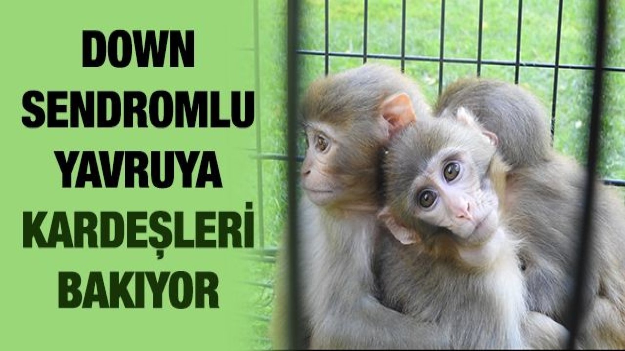 Down sendromlu yavru maymuna kardeşleri bakıyor