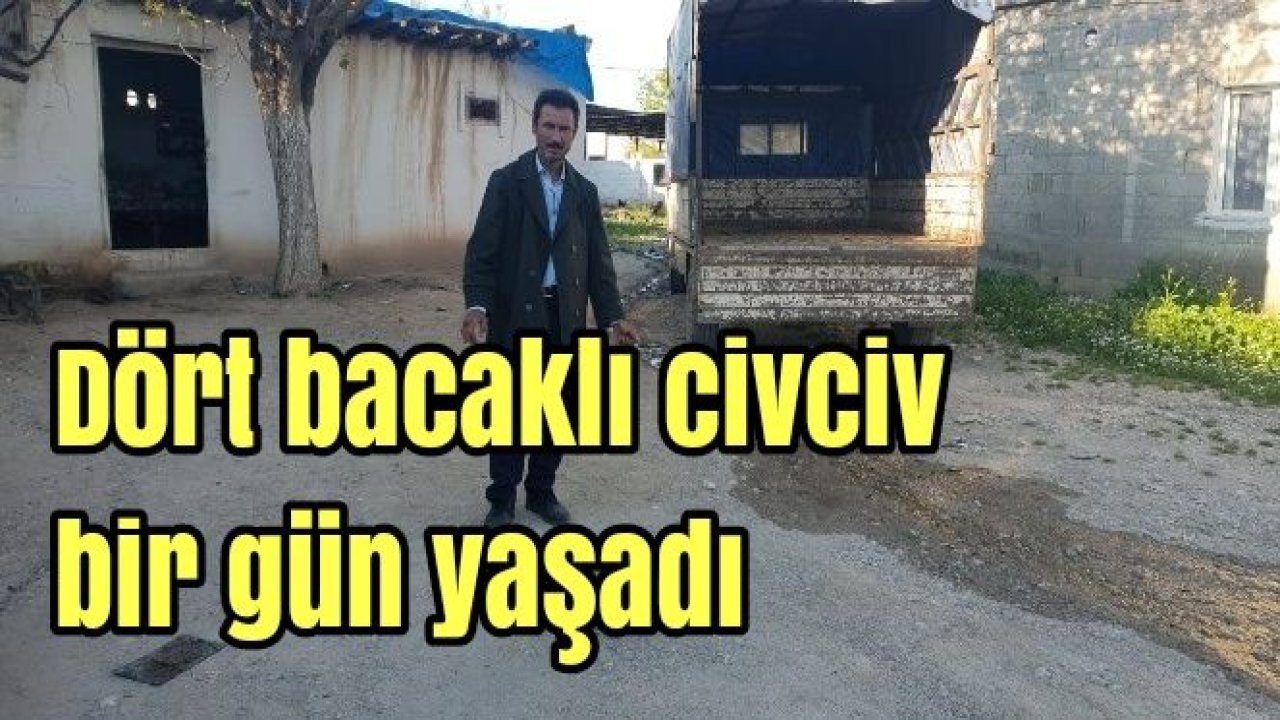 Dört bacaklı civciv bir gün yaşadı