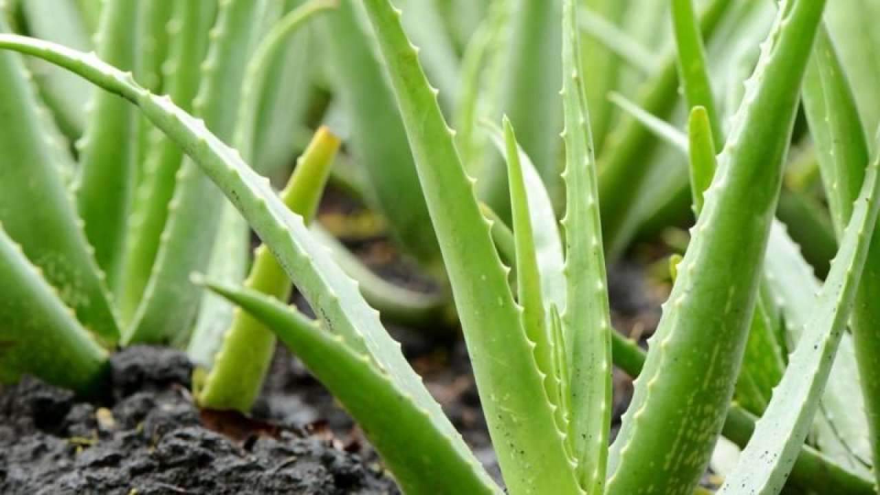 Doğanın sihirli iksiri aloe vera, cilt problemlerinden saç sorunlarına kadar her derde deva!