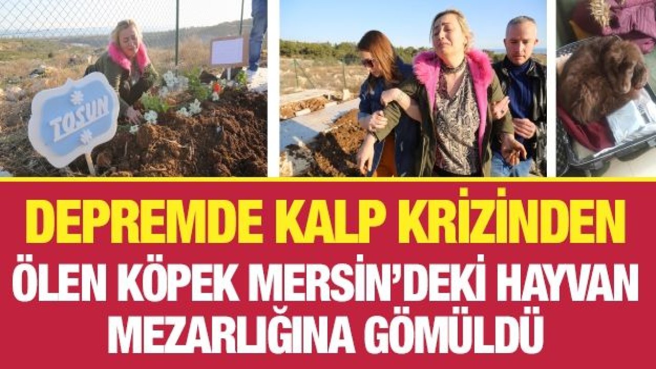 Depremde kalp krizinden ölen köpek Mersin’deki hayvan mezarlığına gömüldü