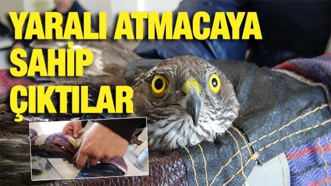 Yaralı atmacaya sahip çıktılar