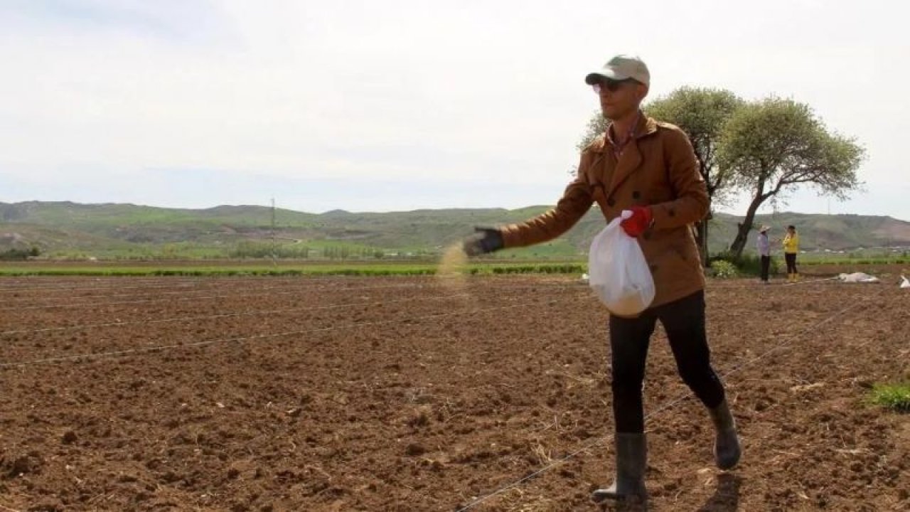 Tarımda Türkiye’yi ileri bir seviyeye taşıyacak çalışmalar devam ediyor! Bilim insanları Sivas’ta tarla ekimini gerçekleştirdi!