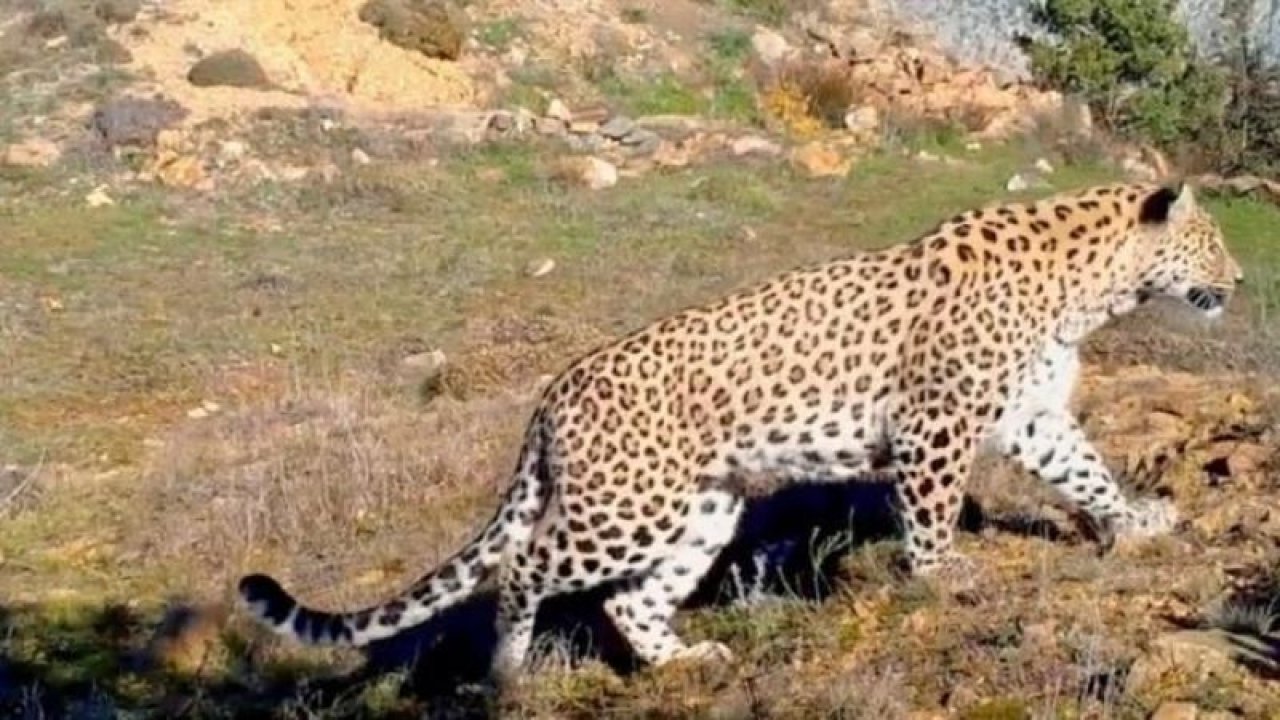 Nesli tükenmekte olan Anadolu leoparı fokokapana yeniden yakalandı! ‘Efsane tüm heybeti ile tekrardan görüntülendi’ notuyla fotoğraflar paylaşıldı!