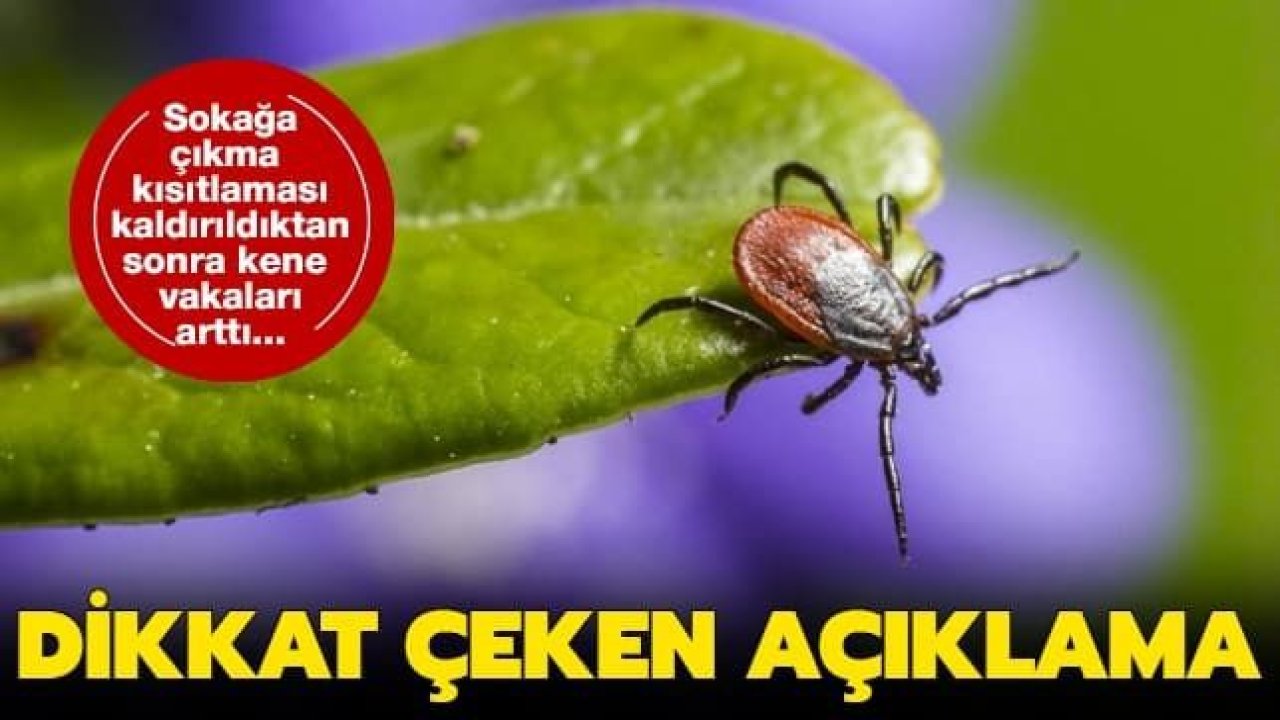 Dikkat...Kene Vakkaları Arttı...Piknik Yapanlar Dikkat Etsin!