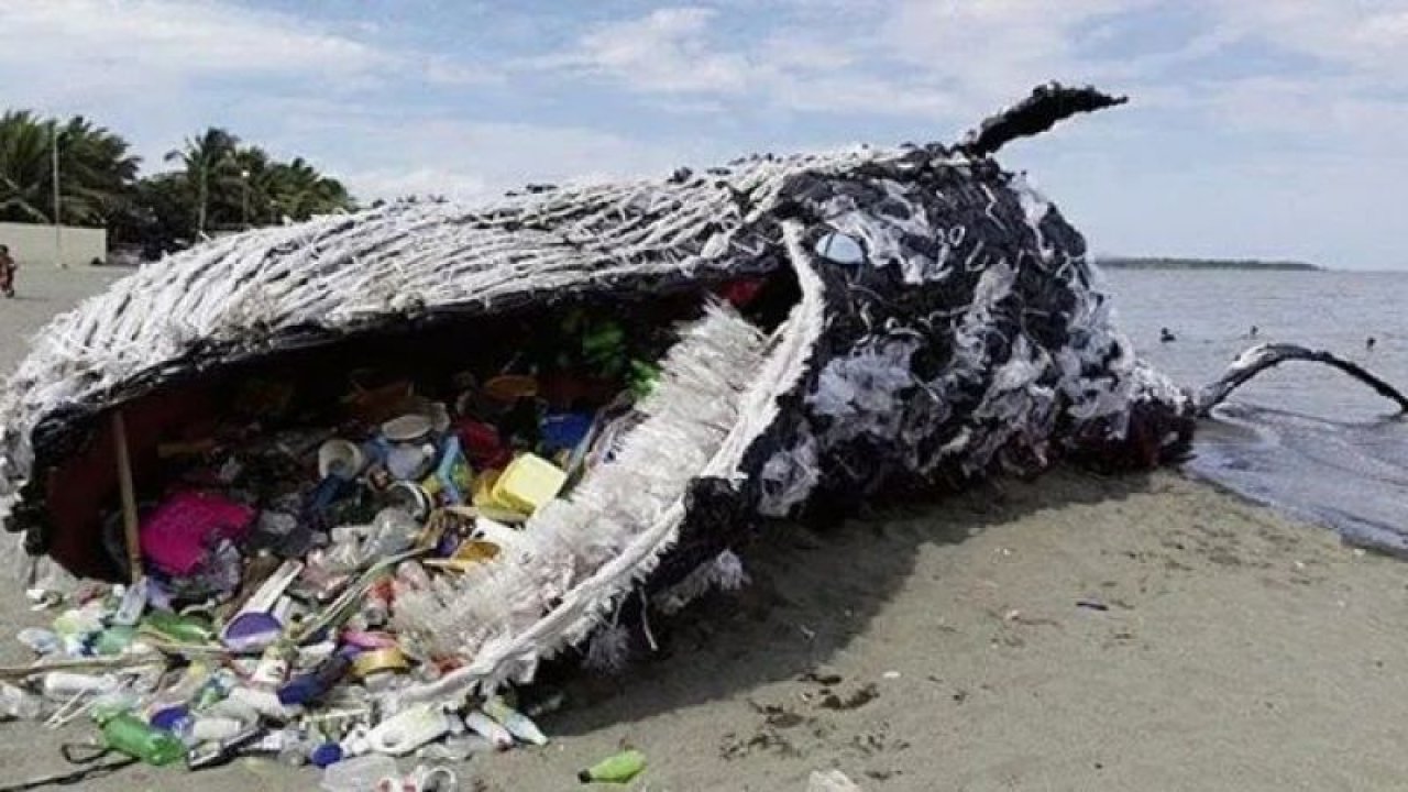 14 metre boyu olan balina gömüldükten tam 3 sene sonra çıkartıldı! Midesinde ise plastik çöpler vardı!