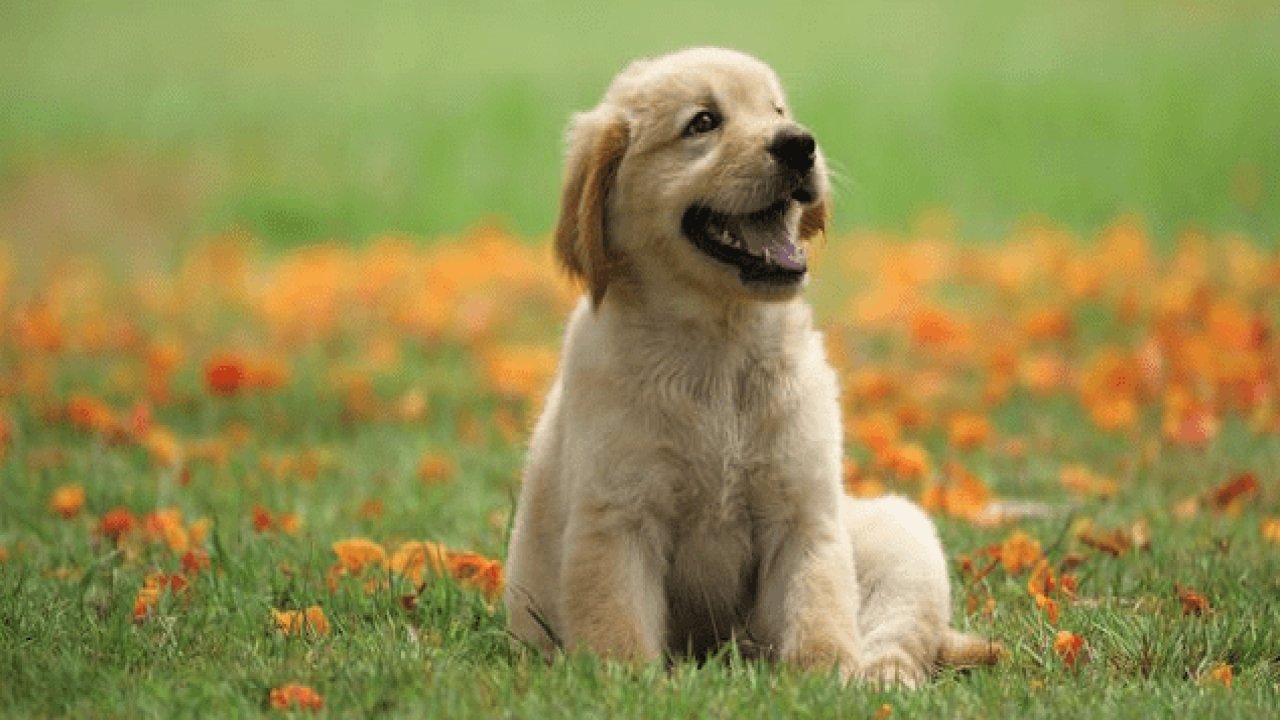 Yavru Köpekler Ne Zaman Anneden Ayrılır?