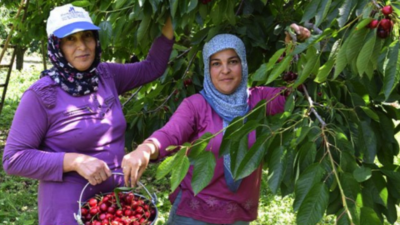 Gaziantep´te hasadı başlayan kirazın fiyatı tarlada 10, markette 30 lira