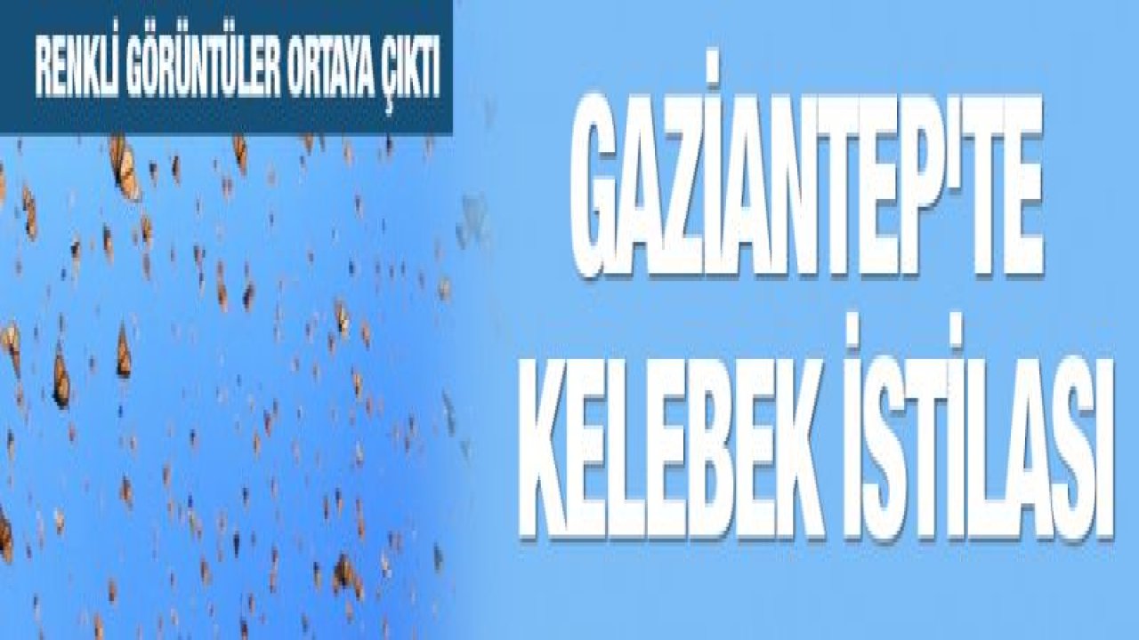 Gaziantep'te KELEBEK istilası