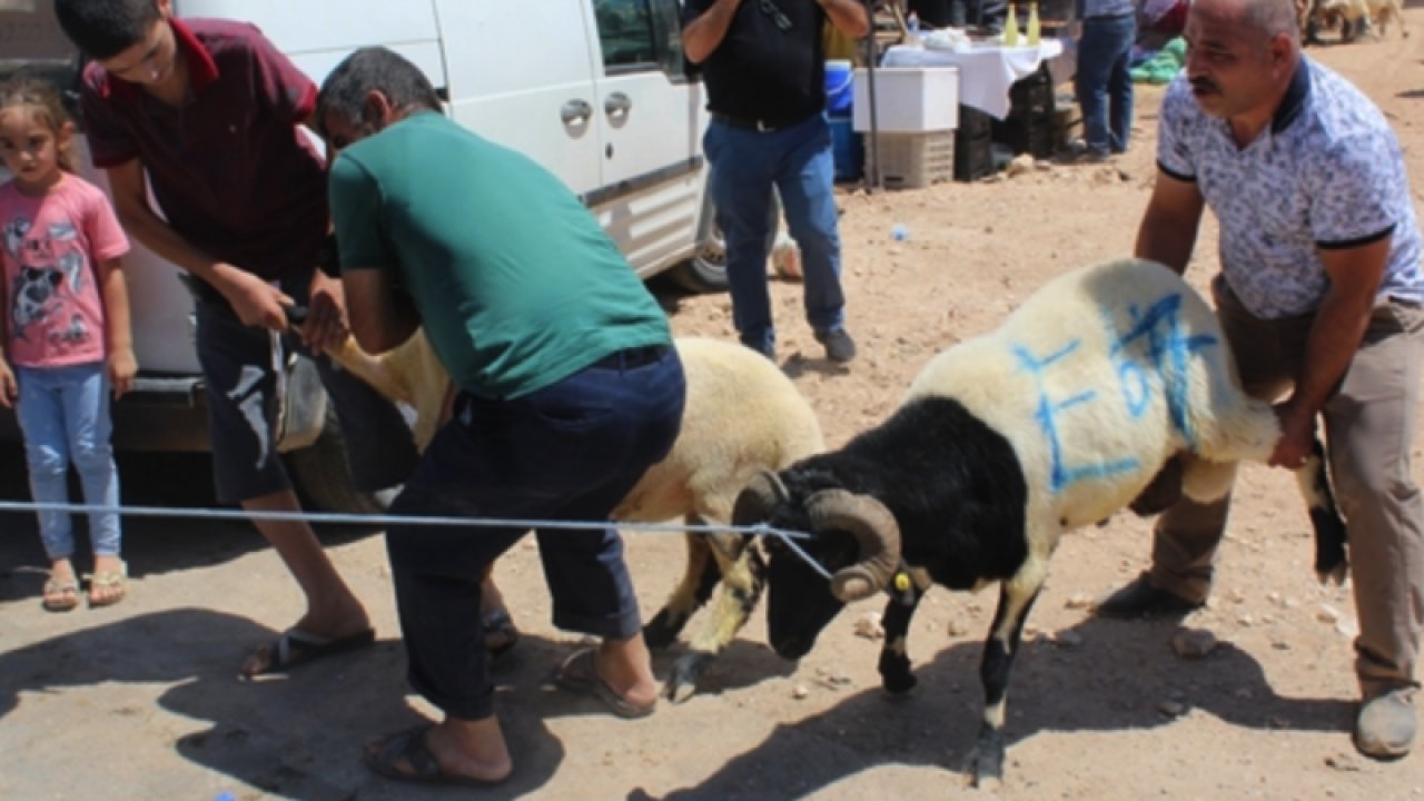 Gaziantep'te KURBAN fİYATLARI cep yakıyor... Hem Vatandaş, Hem de Satıcı Dertli