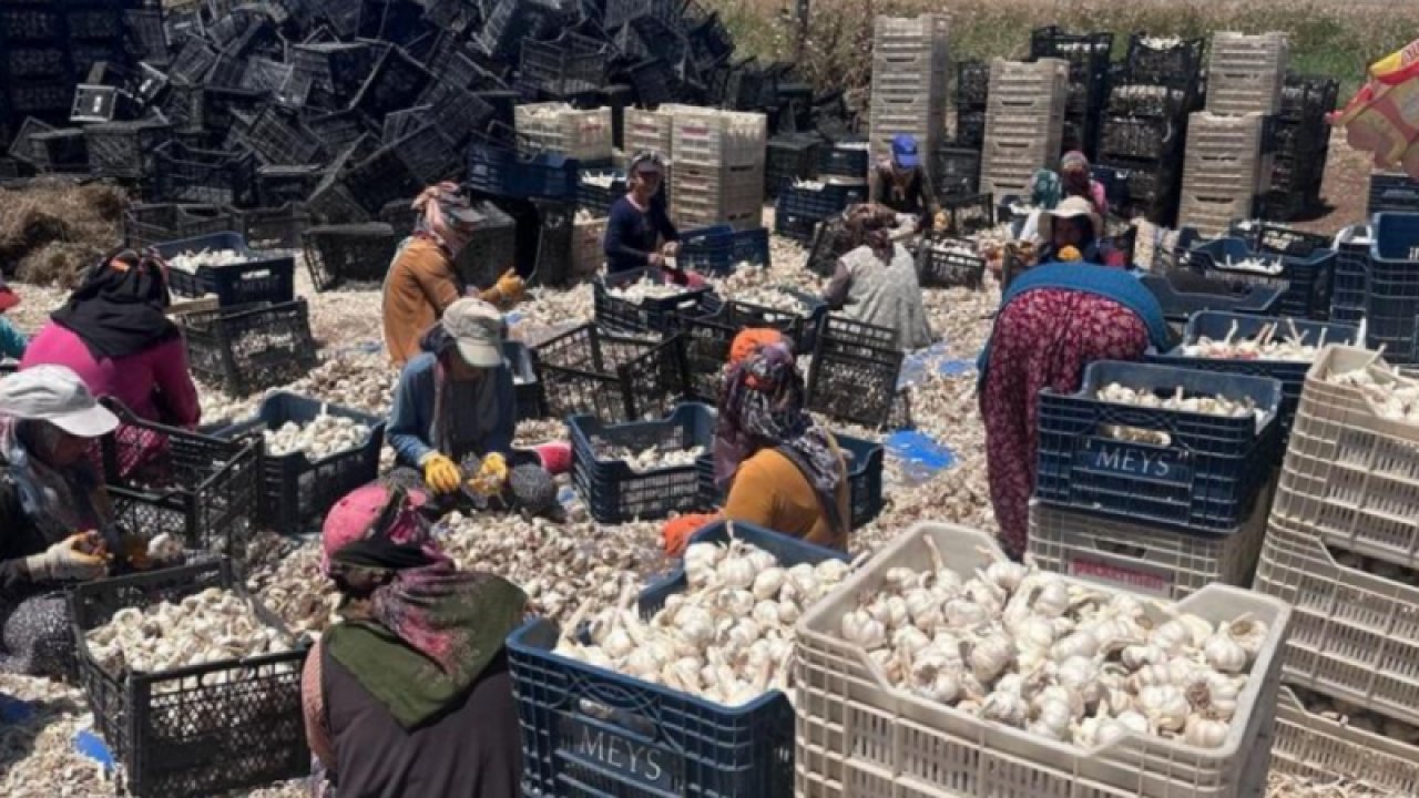 GAZİANTEP'e Yazıklar OLSUN! Gaziantep'in Meşhur Araban Sarımsağı tarlada 15 Lira, markette 40 lira... VİDEO HABER