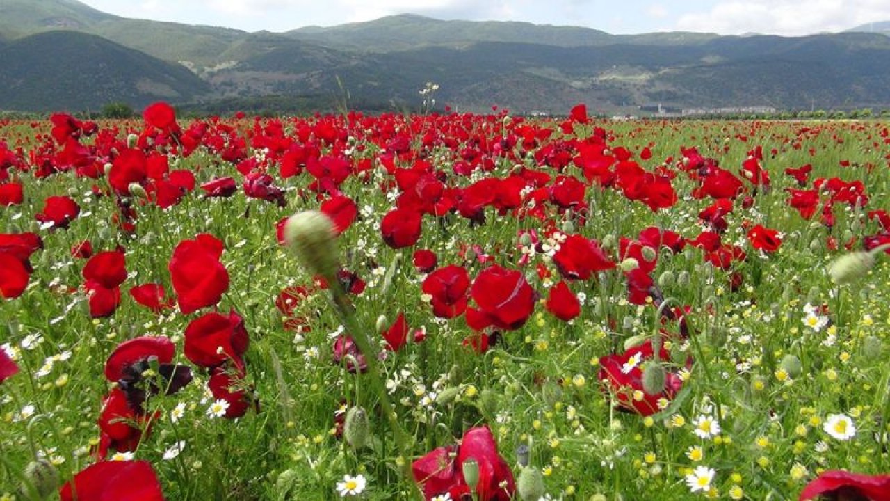 Buğday tarlasında gelincik şöleni