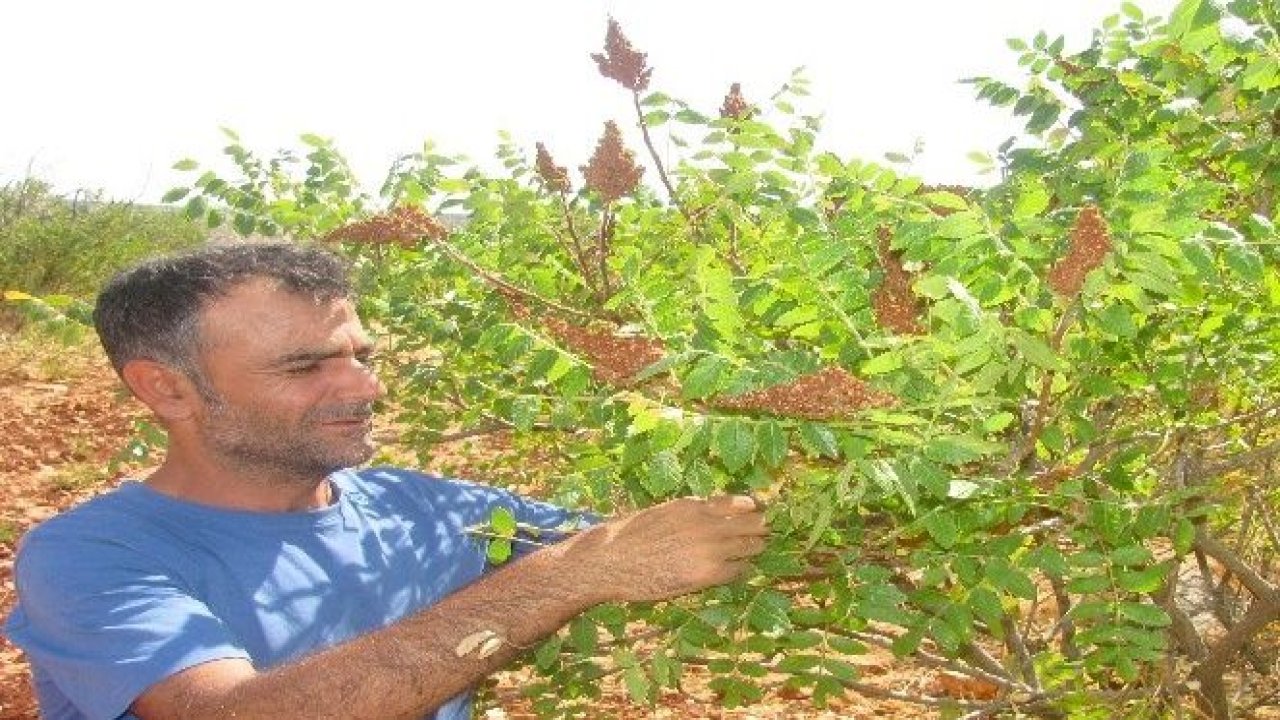 Araban ilçesinde sumak hasadına başlandı