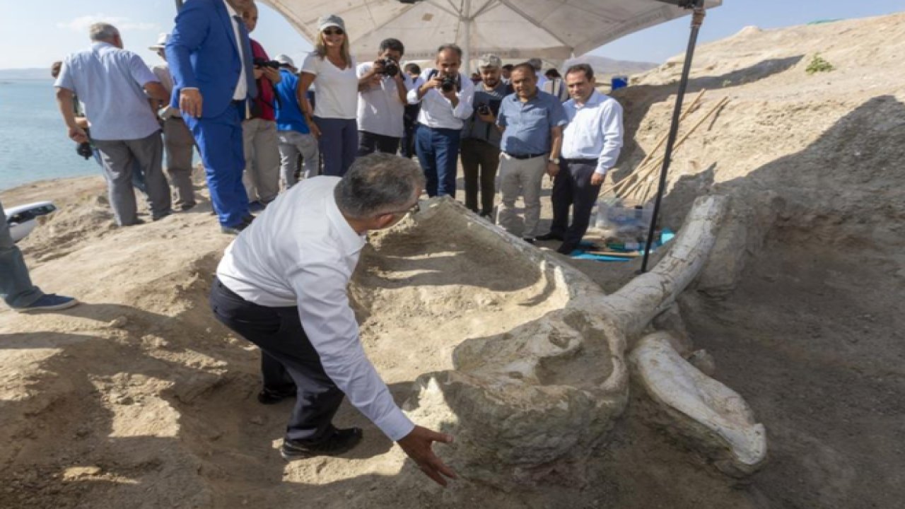 7,5 milyon Yıllık Fosil Kazı Çalışmaları Sürüyor! Fillerin atası olarak bilinen Choerolophodon Pentelici'ye ait fosil dünyada tek örnek