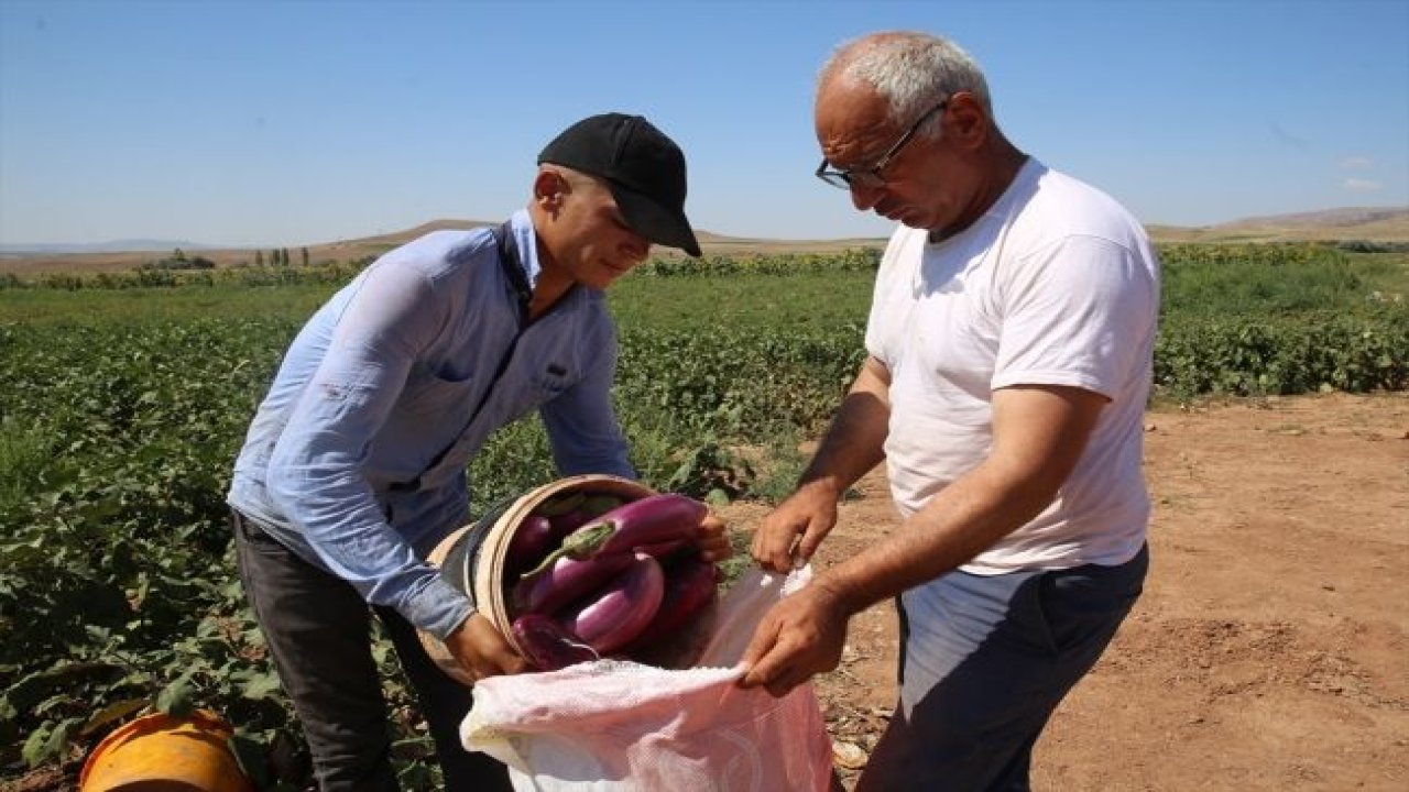 Dededen toruna 6 asırlık lezzet: Ayhan patlıcanı