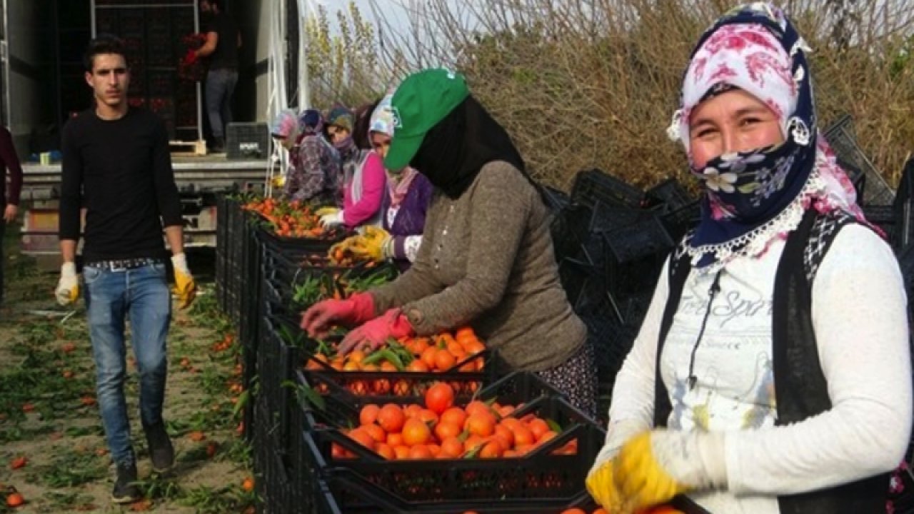 Narenciye işçilerinin yevmiye fiyatı belli oldu! Elçi payı dahil 447 TL